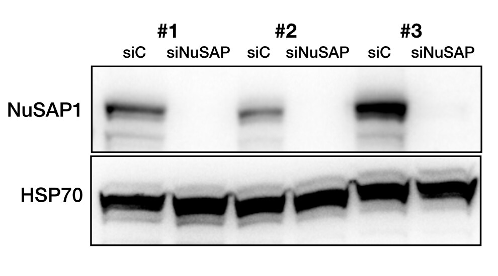NUSAP1 Antibody - BSA Free NBP2-13685